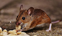 24 Hour & Emergency Exterminators in Colonial Penn Group, PA